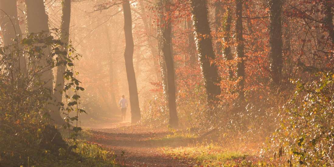 Szenische Ansicht Des Waldes